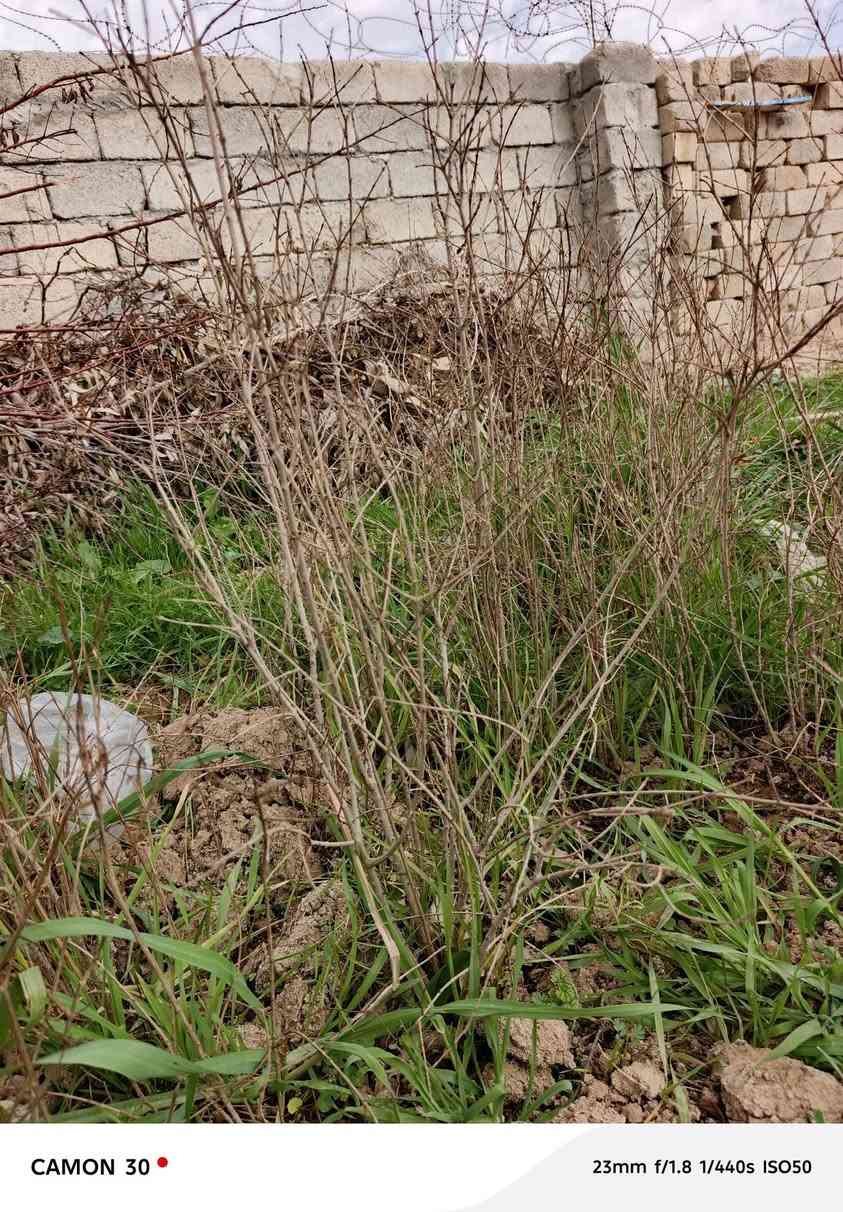 اشجار رمان مريكي درجه والى ان شاءلله رقم موجود ***********
