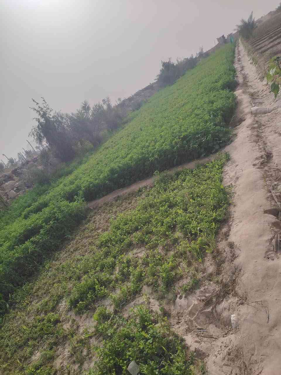 متوفر جت عراقي  للبيع اليفيده يتفضل خاص النجف طريق مظلوم***********
