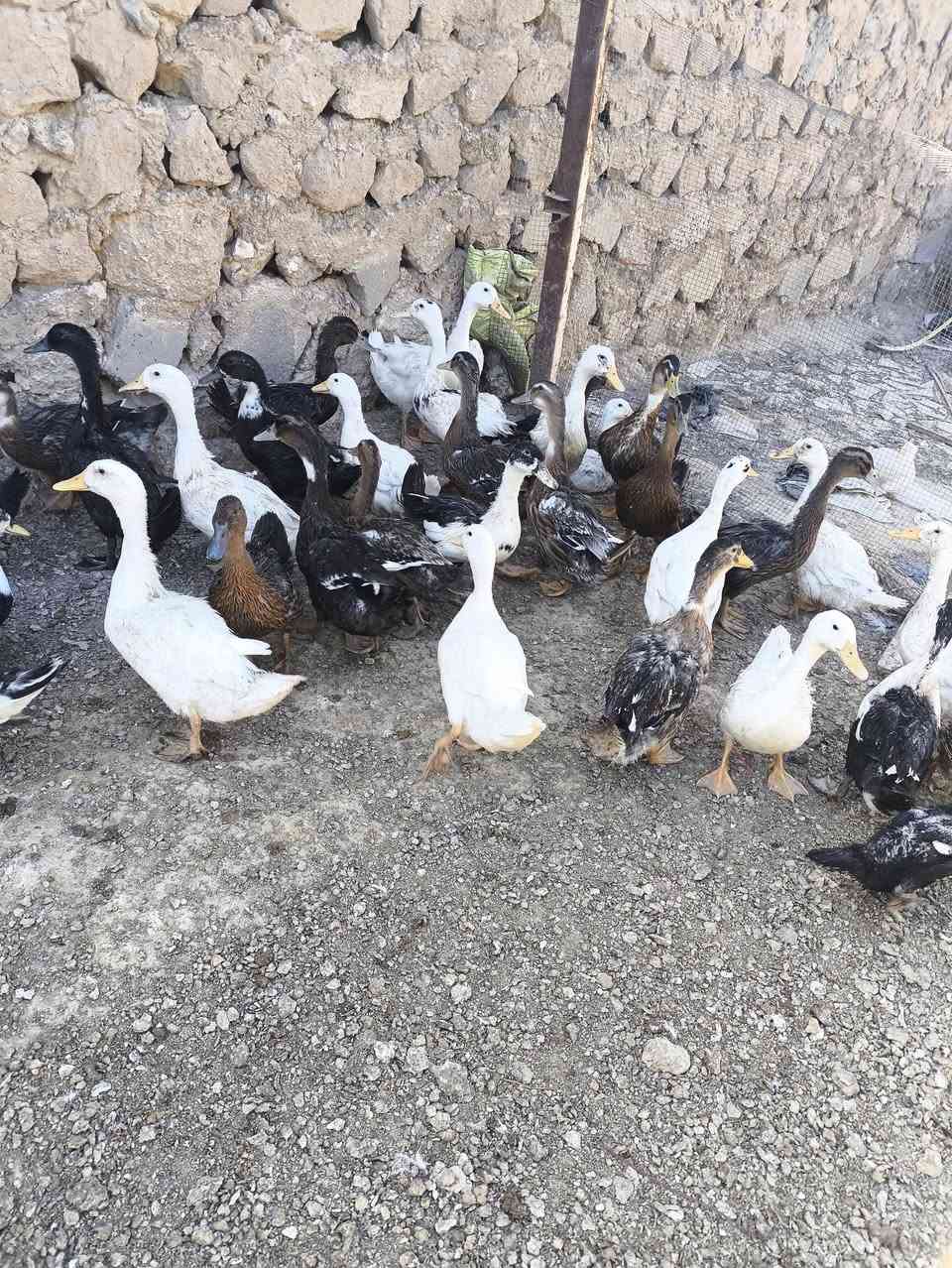 بش وخضيري للبيع سعر الزوج 11 الف بي مجال نجف قضاء المناذره ***********
