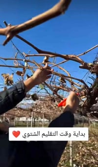 #اعلان كادر كصاص عنب تصال وستفسار 07803698765