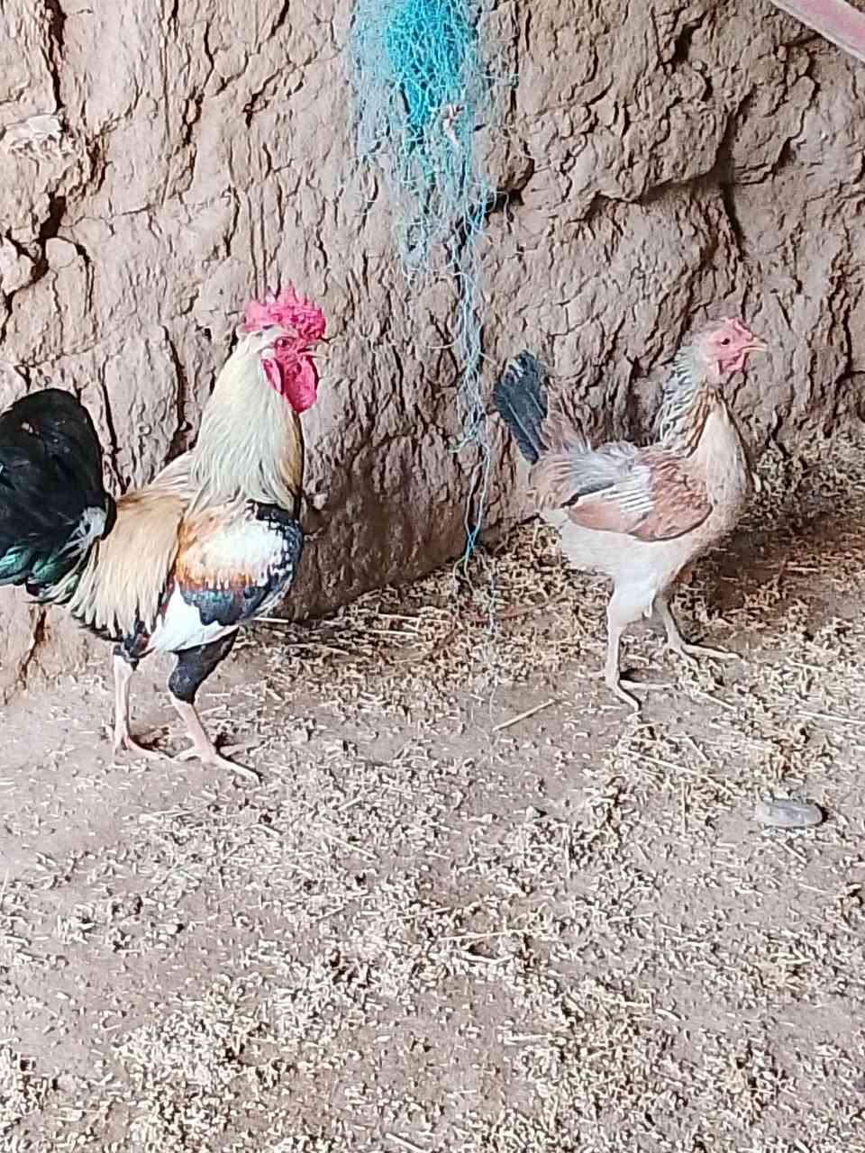 سلام وعليكم يوجد ديوكه دجاج عرب وديج شيش حايل للبيع ***********
