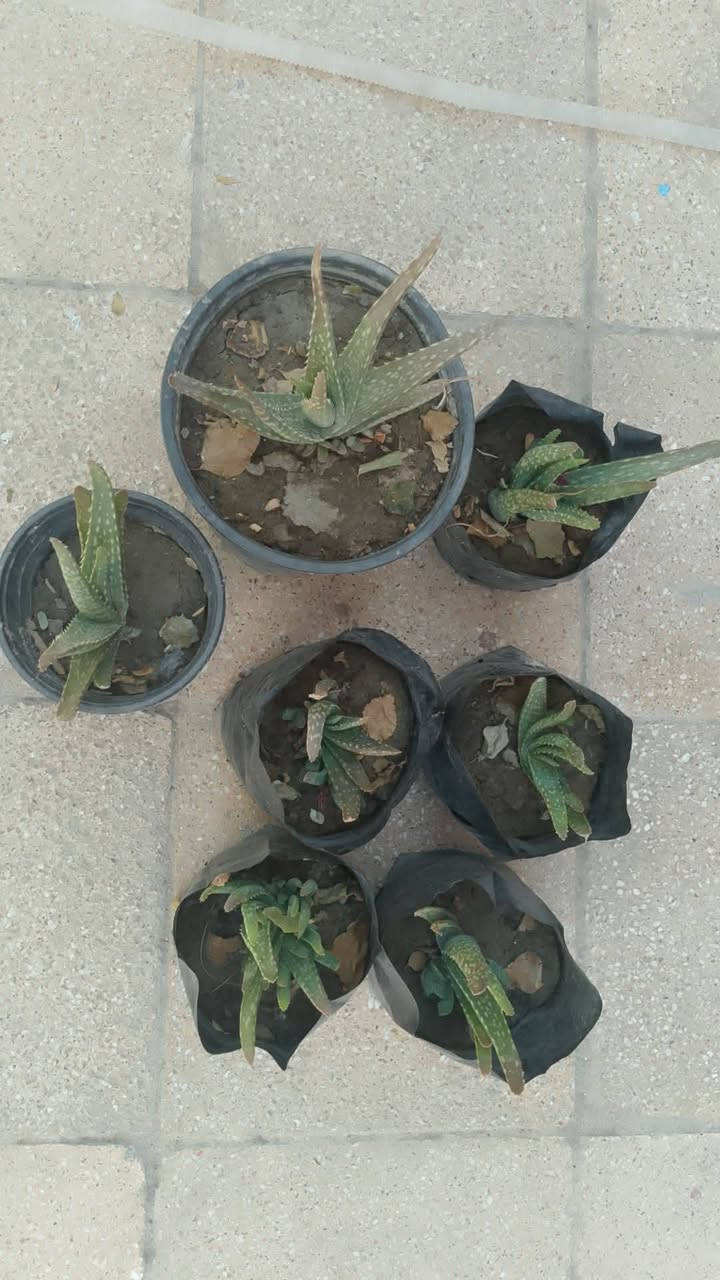 صبار ورفيره 

السعر الشتله 1000

متوفر كميه كبيره


**إذا كنت صاحب هذا الإعلان وتريد حذفه لأي سبب، رجاءا أرسل رسالة إلى الدعم الفني**