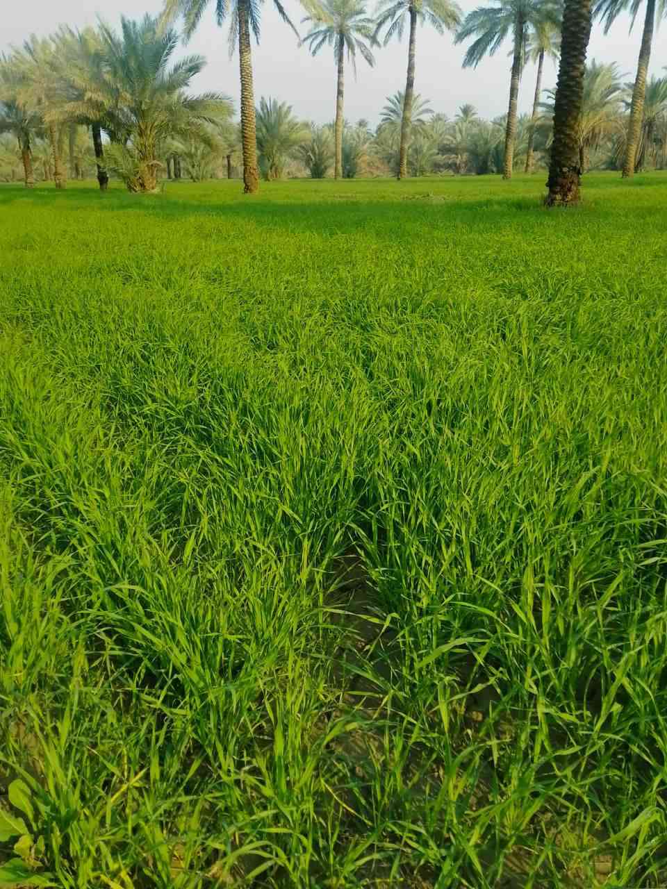 ارض زراعيه للبيع المساحه 6 دونم
طابو زراعي سند 25 الكاع بأسم الرجال 
وتحويل أيضا 
الكاع حلوه وتزرع كافه المحاصيل حاليا مزروعه شعير
 تحتوي على 100 نخله ملون
 متوفر ماء اساله وكهرباء وماء سقي مستمر طيله السنه بنهر من شط الديوانيه
 تبعد عن طريق صدر الدغاره باتجاه القاسم طريق الزوار نزله مسافه 150 متر 
السعر 180 مليون
‼️‼️ البيع لكل الارض
للاستفسار واتساب 
***********
