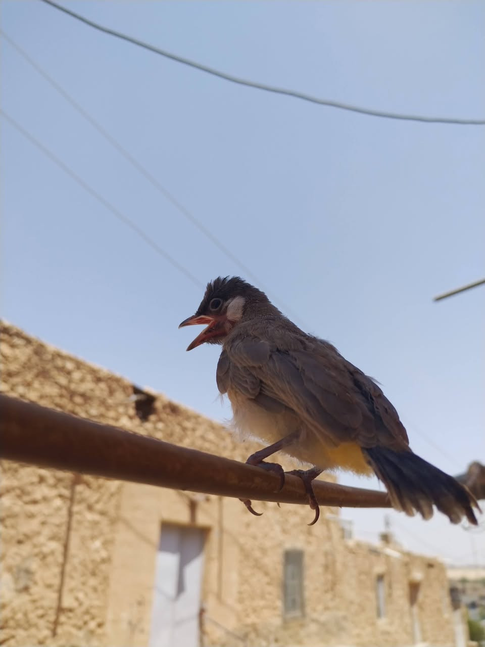 بلبل اليف فول لبيع


**إذا كنت صاحب هذا الإعلان وتريد حذفه لأي سبب، رجاءا أرسل رسالة إلى الدعم الفني**