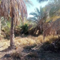 بستان • ١١٠٠م • البوعظم