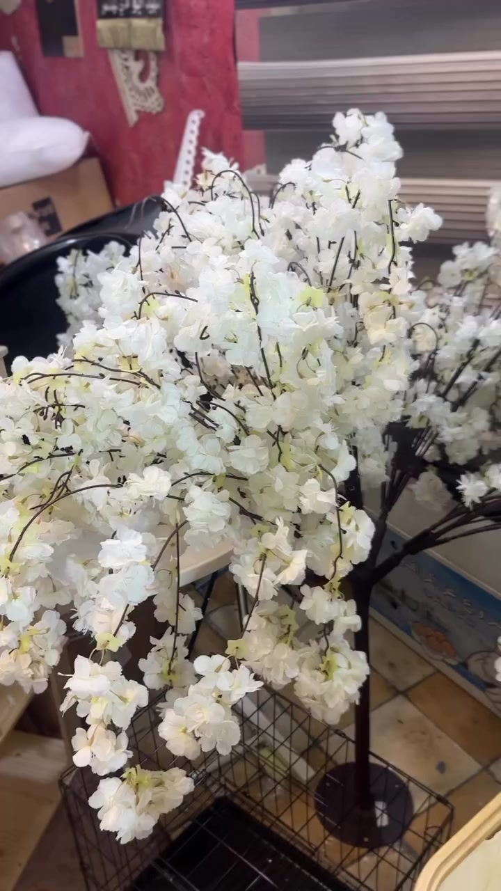 شجره جهنميه او كرز ديكور تصير وتصير الكوشات وتزين


**إذا كنت صاحب هذا الإعلان وتريد حذفه لأي سبب، رجاءا أرسل رسالة إلى الدعم الفني**