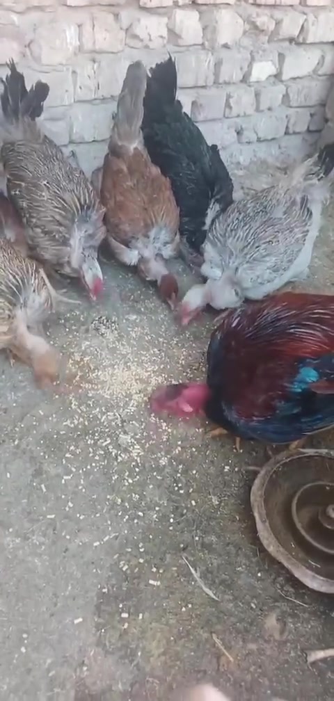 متاح ٦ دجاجات وديج.  سعر التك ٢٠


**إذا كنت صاحب هذا الإعلان وتريد حذفه لأي سبب، رجاءا أرسل رسالة إلى الدعم الفني**