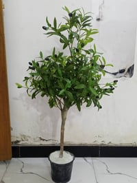 شباب ورد واغصان واجهزة كهربائية لوكرات كلشي بلصور موجود باسعار بفلوسة ...