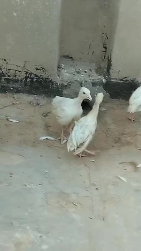 من رخصة مدير كروب 
مكلف بل نشر 
سلام عليكم متاح  فسيفس العمر شهرين الون ابيض ومشجر صحه جيدا مكان محاويل رقم الموبايل ***********
