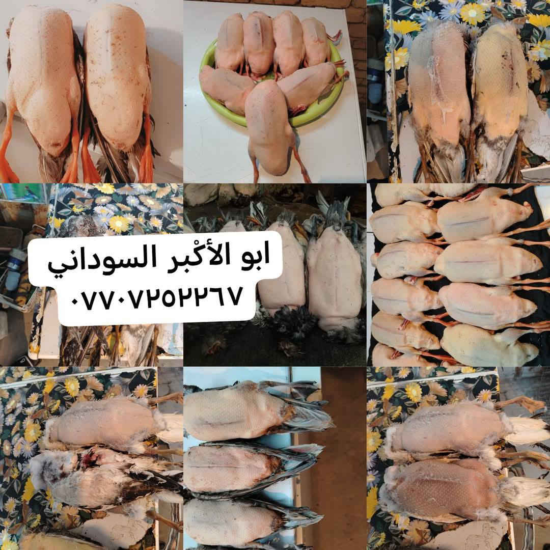 سلام عليكم ***********
رجعت البراري من جديد في سنه جديد مثل ما عودناكم نضافة مصداقيه نبيع طيور مال دوشه ذمتنه لارمي ولاسم لا قضايه غير شرعيه وصلت وجبه جديد طيور حره 

حذاف زوج ١٥

خضيري 

هربان 

بربش  

فقط الاسعار طيور مختلفه لو خاص لو اتصال *********** ليس لدينا فرع اخر ولا محل اخر فقط محلي داخل البيت 

العنوان ميسان العماره الماجديه قرب تمثال تسواهن توجد خدمه تواصيل @إشارة
