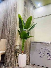 شجرة موز • ١٧٥سم • جودة عالية