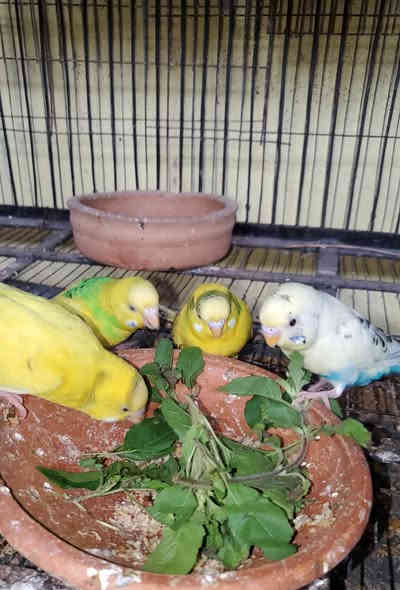 السلام عليكم خمس زواج طيور حب شلع ام مايات كلهن طيره فحل طيور خشنات صحافه فول بيهنن عيون حمر بيض طيور صحاوه فول خشنات ونظيفات مكان طويريج
***********
