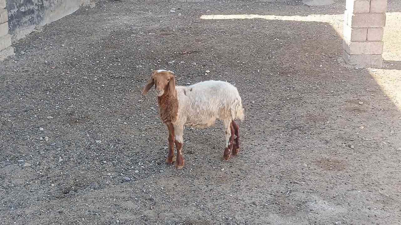 يوجد طلي البيع شرط نصاحه المكان بيجي حي العصري رقم الهاتف ***********
***********
