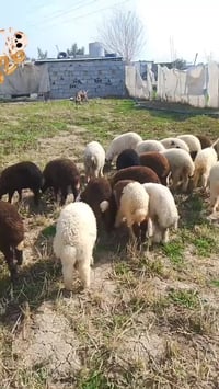 34بەرخی جوان بۆ فرۆشتن 15نێرەو ئەوی تری مێیە جووتی 470معامەلە کێ حەزی ...