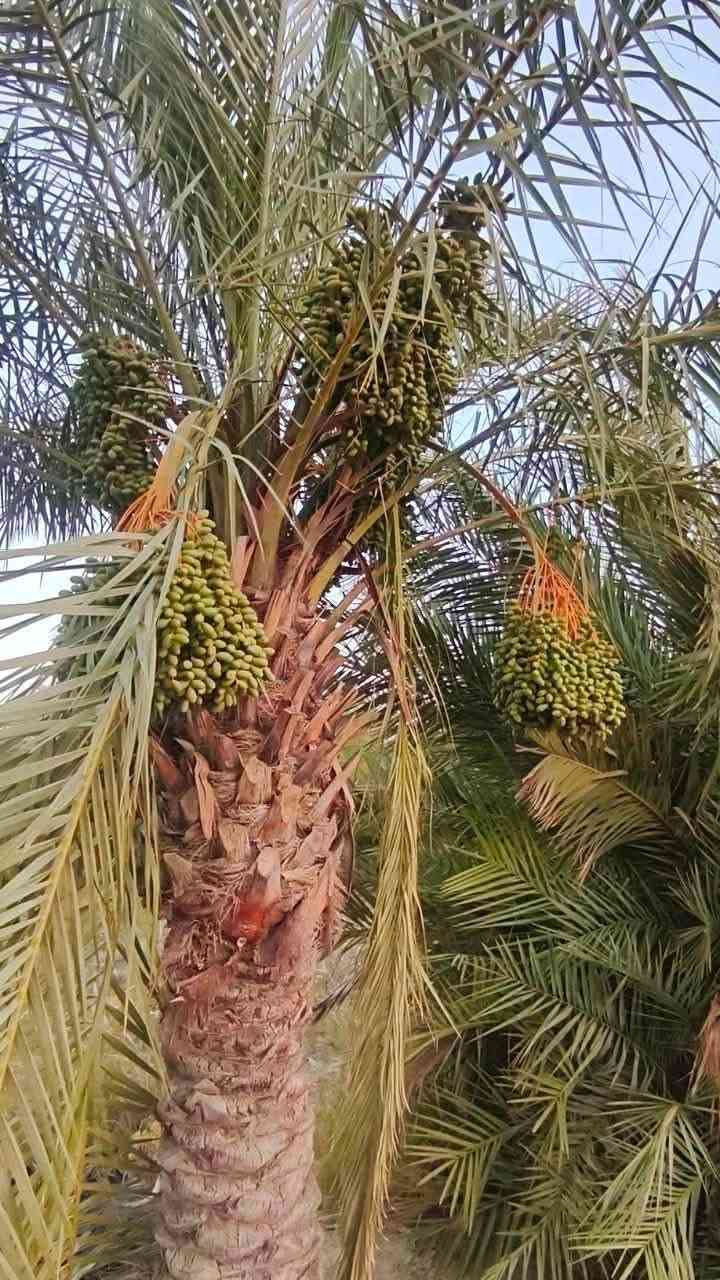 بستان دونمين نخل حمال كاع حلوه كافة الخدمات ماء وكهرباء شارع مكانه الناصريه
الفريحي السعر ٦٠ قابل للتفاوض رقم الهاتف

‭***********‬
