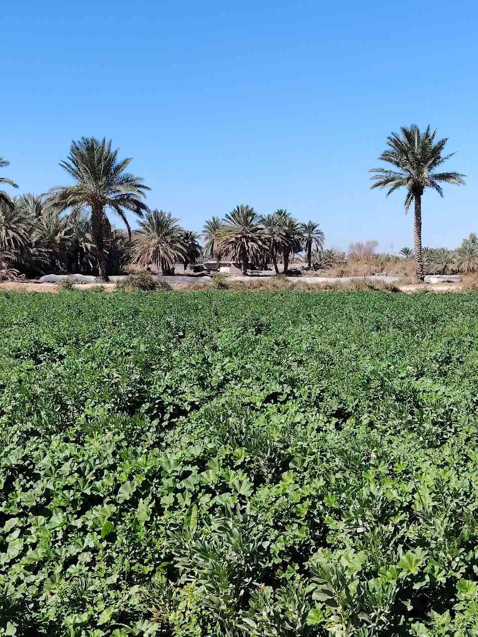 علئ بركة الله؟
أرض زراعيه للبيع (مساحه 7 ونص دونم) مع بيوت لعدد 3) (خدمات اساله تبليط كهرباء؟؟ 
ملاحضه (المساحه قطعه وحده للشط) باقي تفاصيل اتصال عل رقم (***********))
