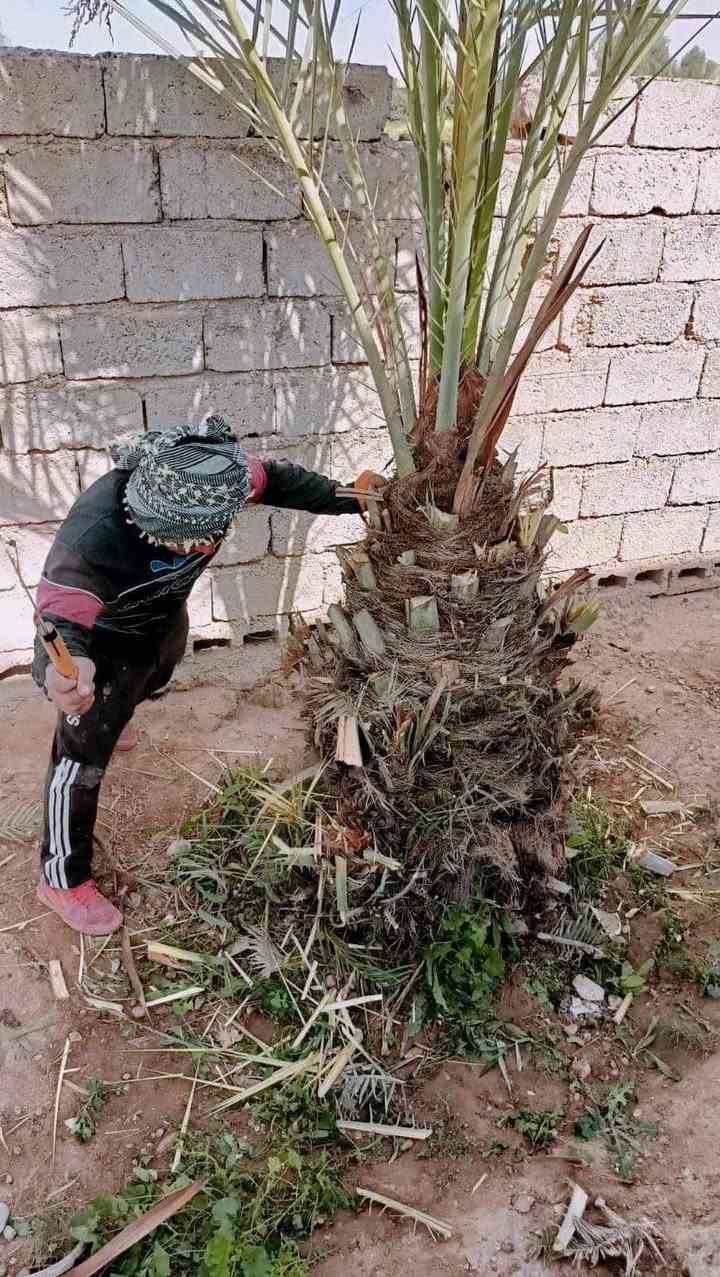 السلام عليكم يوجد كادر. عمل بناء ولبخ وتغليم وزرع الأشجار وتنظيف النخيل من البنات وحي الجميع 
خابر ***********
