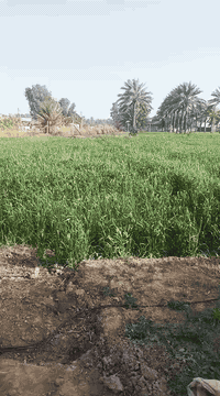 سلام عليكم يتوفر نص دونم واقع حال 2000 متر مقابل بسمايه سند 117 كافة الخدمات متوفر سعر 50 مليون قفل بدون عمله تفاصيل الاتصال وبيك خير ودلل بدارة أبو فهد العيساوي ***********
***********
