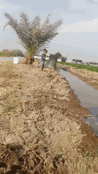 طابو زراعي • ٢٠٠٠م • حولّي المحمودية