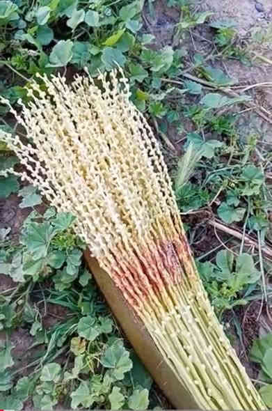 مرض خياس طلع النخيل… الأسباب والعلاج المبكر لضمان موسم إنتاج ناجح وخالي من الاصابات 

يُعد مرض خَيـاس طلع النخيل أحد أهم المشكلات التي تؤثر على عقد الثمار وجودة الإنتاج في العديد من بساتين النخيل. ويظهر عادةً في مرحلة خروج الطلع، حيث يتسبب في تعفّن الطلع، اسوداده، والتصاقه قبل أن يحدث التلقيح بشكل صحيح.

🔶 أسباب المرض

ينتج المرض عن نشاط مجموعة من الفطريات أهمها:
Mauginiella scaettae و Thielaviopsis paradoxa، والتي تنشط بقوة عند توفر الظروف التالية:
 • رطوبة عالية داخل قلب النخلة.
 • تأخر فتح الطلعة الانثوية أو عدم انشقاقه بصورة طبيعية.
 • ضعف التهوية بسبب تراكم السعف وكرب النخلة.
 • زيادة الري خلال فترة الإزهار.

⸻

🔵 المعالجة المبكرة (الوقت الأمثل للعلاج)

في هذا الوقت من الموسم، تكون الفطريات نشطة داخل قلب وراس النخلة، خصوصًا في المناطق الرطبة بين:
✔ قواعد الكرب الداخلي
✔ إبط الكرب
✔ التيلة وقاعدة الطلع قبل انشقاقه

ولذلك فإن الوقاية المبكرة والقضاء على الفطريات المرضية هي خط الدفاع الأهم قبل أن يبدأ الطلع بالخروج ويصاب بالتعفن.

⸻

🔶 برنامج الرش المبكر الموصى به الآن

يُركز الرش على القلب وراس النخلة مباشرة وليس على السعف الخارجي، لأن الفطر يتواجد في المناطق الداخلية الرطبة.

المواد الموصى بها:
 1.  Tebuconazole
 2. Propiconazole
 3. كاربندازيم Carbendazim
 4. مانكوزيب Mancozeb 

طريقة التطبيق:
 • توجيه الرش إلى قلب النخلة، رأس النخلة، قواعد وإبط الكرب.
 • التأكد من وصول الرذاذ إلى المناطق الداخلية الرطبة حيث يتواجد الفطر.
 • إعادة الرش بعد 10–12 يومًا إذا استمرت الظروف الملائمة (رطوبة – أمطار – ري زائد).

🔶 خلاصة

المعالجة المبكرة خلال هذه الفترة تعتبر أفضل وأقوى خطوة لمنع تعفن الطلع وضمان موسم إنتاج قوي. توجيه الرش إلى القلب وراس النخلة ومناطق الكرب الداخلي هو العامل الأكثر أهمية في نجاح 
السيطرة على هذا المرض.
مكتب شاطئ الفرات الزراعي 
طريق ناصرية سوق الشيوخ مقابل مدرسة الشريف الرضي 
هاتف ***********
