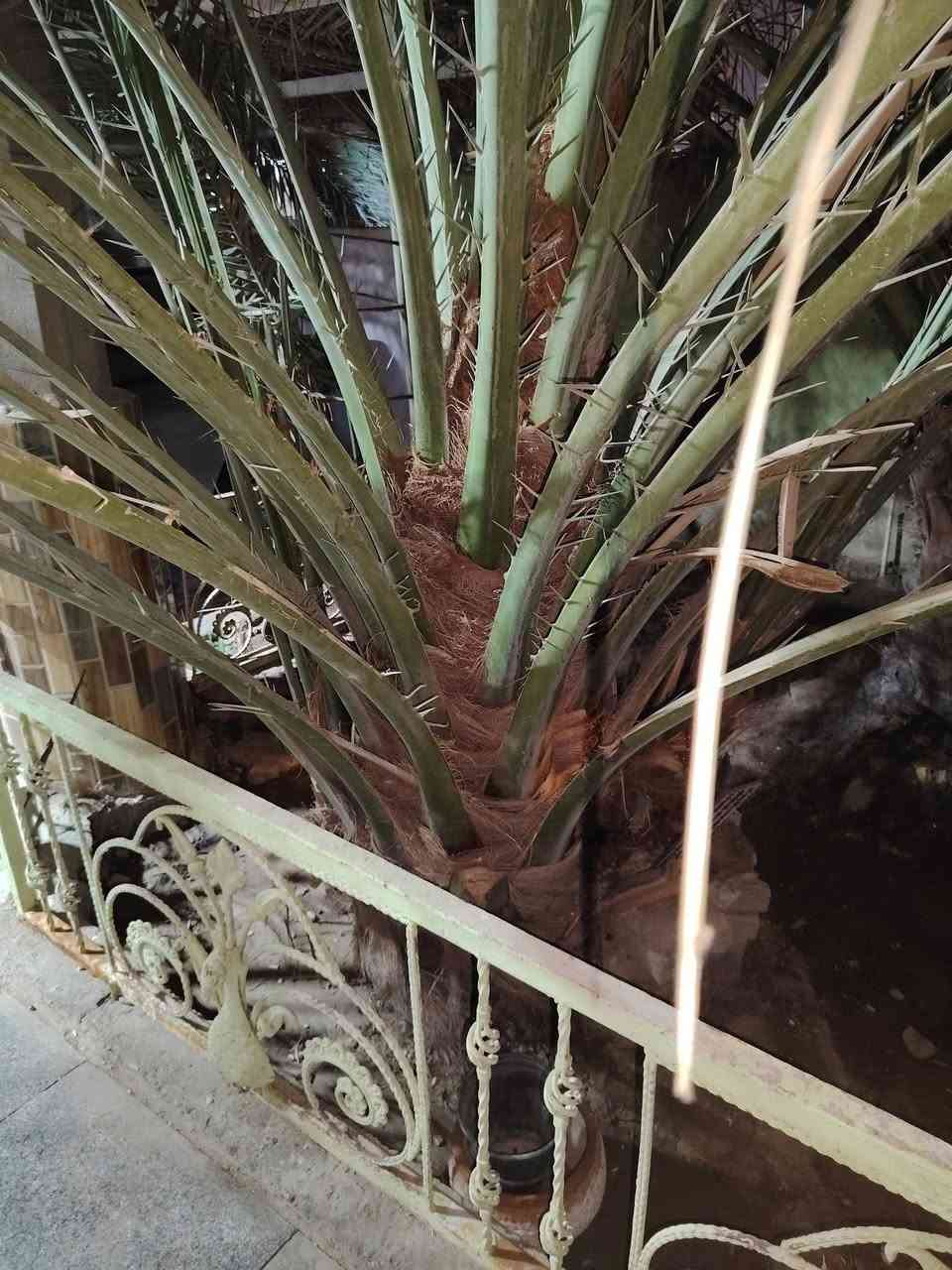 نخلة برحيه لبيع مكان البصره القرنه الشرش الحاج ناصر قرب جامع المصطفى


**إذا كنت صاحب هذا الإعلان وتريد حذفه لأي سبب، رجاءا أرسل رسالة إلى الدعم الفني**