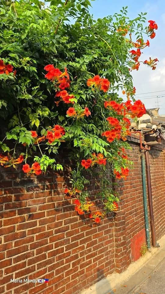 إ

🌿✨ متوفر الآن في المشتل: شتلات متسلق البوق الصيني ✨🌿

إذا كنت تبحث عن متسلق سريع النمو يمنح حديقتك منظراً رائعاً، فإن متسلق البوق الصيني هو الخيار المثالي.

🌸 يتميز بـ:
✅ أزهار بوقية كبيرة وجذابة بألوان زاهية.
✅ نمو قوي وسريع لتغطية الأسوار والبرجولات والجدران.
✅ يتحمل حرارة الصيف في العراق بعد استقرار الشتلة.
✅ يضفي لمسة جمالية مميزة طوال موسم الإزهار.

🌱 جميع الشتلات مزروعة بعناية وتحت إشراف هندسي، ومهيأة للنمو في الظروف المحلية.

📍 الكمية محدودة، والحجز حسب أسبقية الطلب.

📩 للاستفسار والحجز، راسلنا عبر الصفحة أو على الواتساب.

🌿 ازرع الجمال... واجعل حديقتك تنبض بالحياة.


**إذا كنت صاحب هذا الإعلان وتريد حذفه لأي سبب، رجاءا أرسل رسالة إلى الدعم الفني**