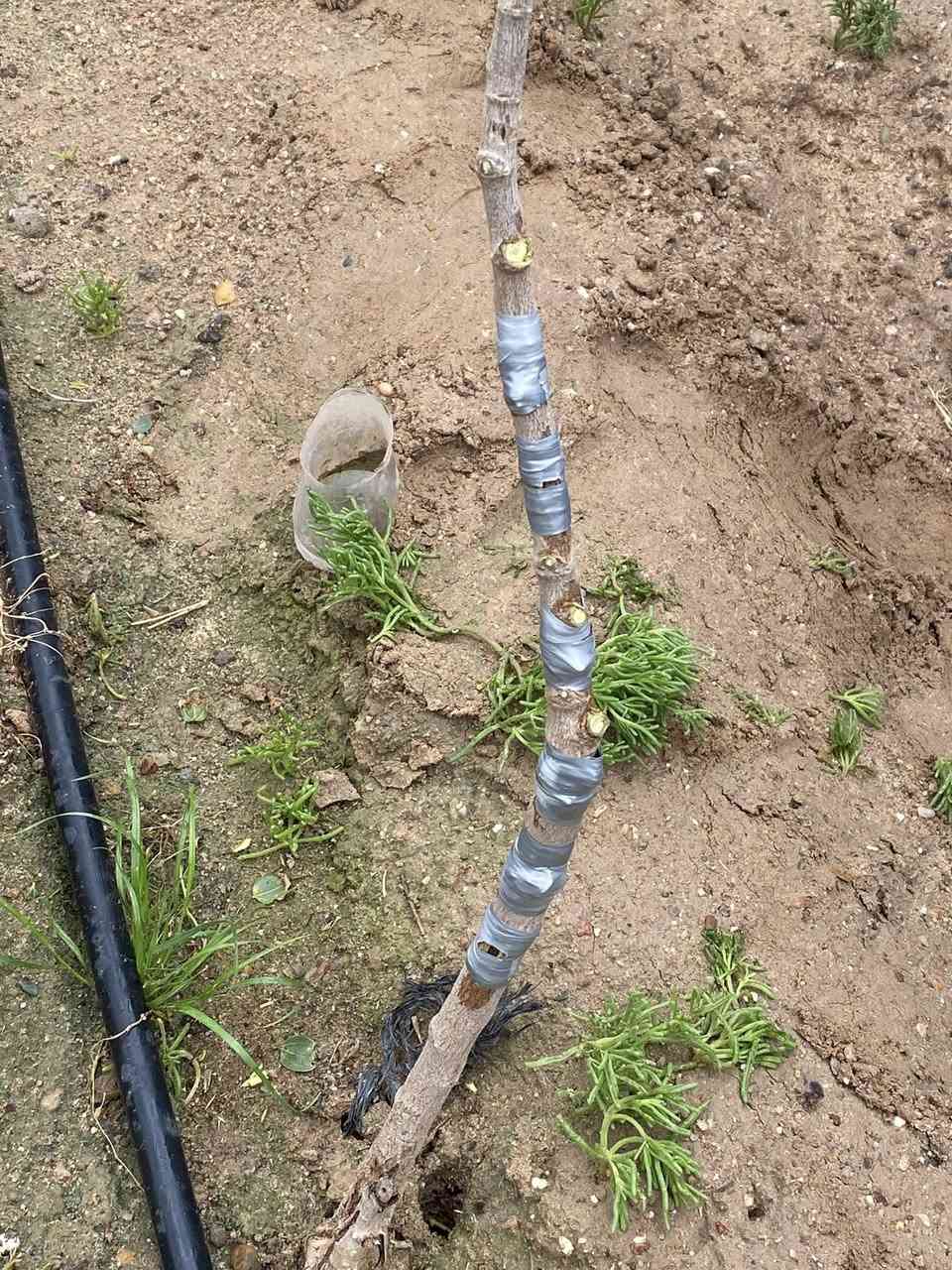 تحية طيبة

مع حلول موسم تطعيم (تركيب)أشجار السدر مستعدون لتركيب

كافه انواع السدر كبار وصغار( اقلام وعيون )

ويتوفر لدينا كافة أنواع النبگ

داخل البصرة للتواصل وواتساب 

 ***********
