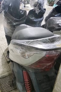 ثعلب • شغال • بصرة