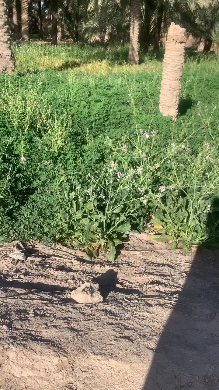 السلام عليكم يوجد قطعه ارض اكثر من نصف دونم واجهيه 18متر ونزالها 74على شارع جماليه قرب مجمع الرحمان السياحي سعر 220مليون وبيها مجال ***********
