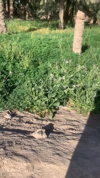 قرب مجمع الرحمان السياحي • ١٣٣٢م • واجهة ١٨م