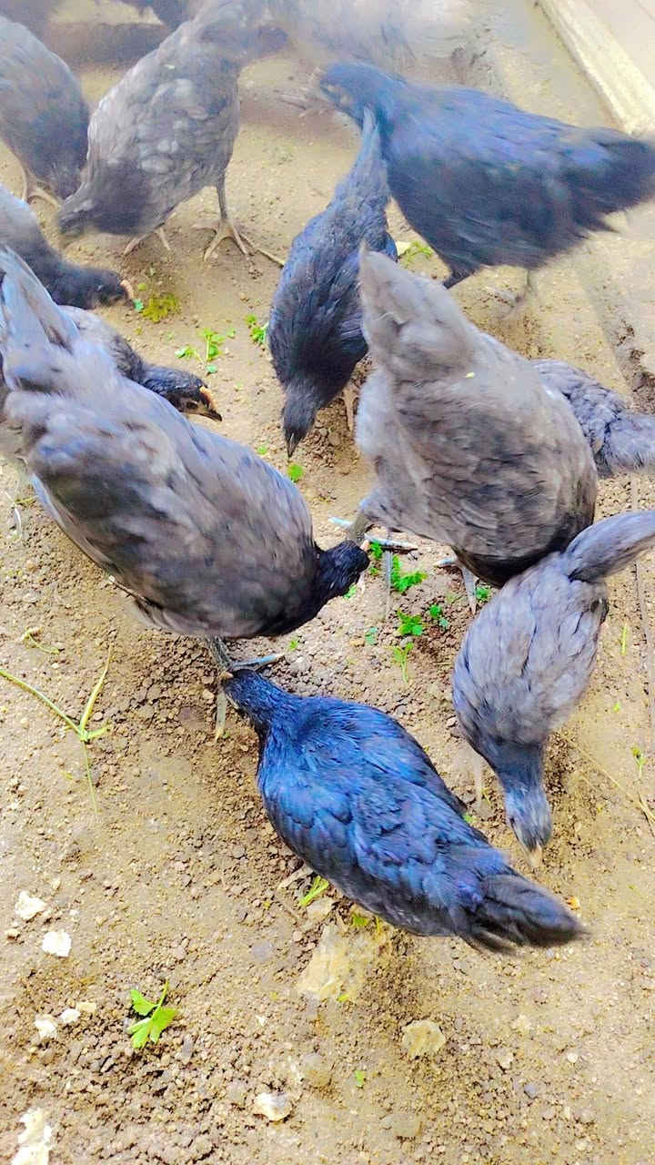 دجاجات زينة اللبيع سعر زوج ٣٥ وذا شلع بيهن مجال قليل شراي فقط خاص


**إذا كنت صاحب هذا الإعلان وتريد حذفه لأي سبب، رجاءا أرسل رسالة إلى الدعم الفني**