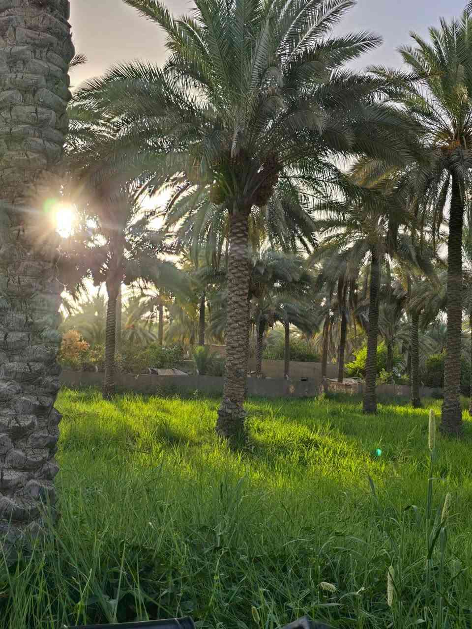 الموقع شارع الخطاطبه الرابط بين شارع بغداد وشارع الحسينيه العطيشي المساحه دونمين و١٥٠ متر طابو تحويل أسهم الواجهه ٥١ متر السعر ٥٥٠ مليون تباع كلها أو دونم للاستفسار خاص أو الاتصال ***********
