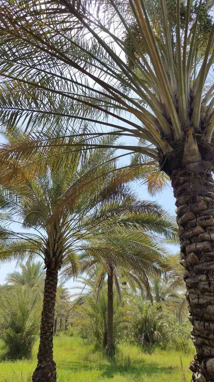 دونم واجه 35 طابو زراعي سند 25 تحويل مباشر بستان خدمات كامله موقعه الحسينيه قرب منطقة العطيشي العسافيات سعر مناسب يحتوي على أكثر من 50 نخله اصناف مختلفه 
***********

