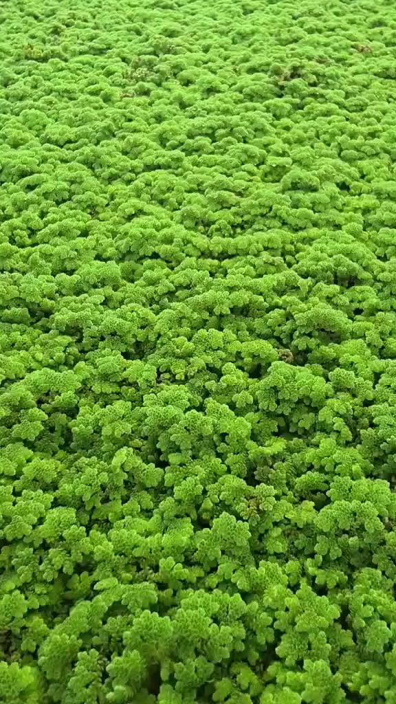 اللهم صل_وسلم_على_نبينا محمد🩵🐝
/متوفر للبيع ألازولا 8


**إذا كنت صاحب هذا الإعلان وتريد حذفه لأي سبب، رجاءا أرسل رسالة إلى الدعم الفني**