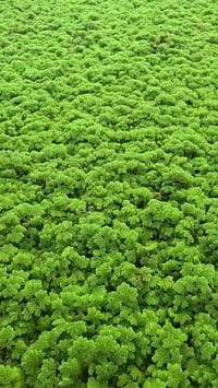 ألازولا ٨ • للبيع