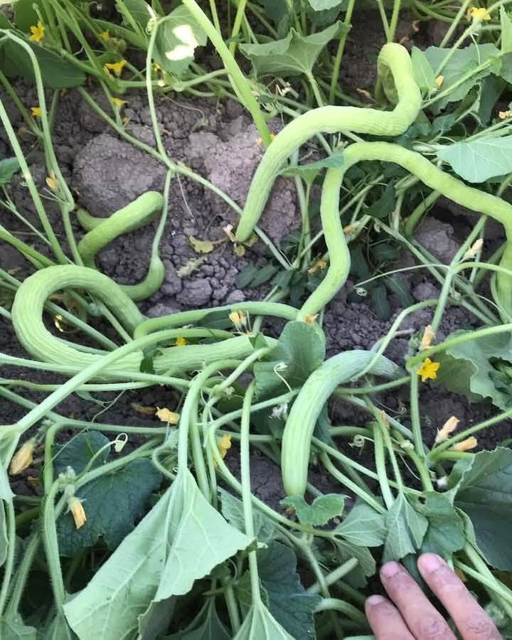 سلام عليكم :عن قريب بمشيئة الله سيتم الإعلان عن بيع دايات باذنجان نوع سوري درجة أولى شرط الشوكي
وطماطة صنف الجويل صنف معرف وغزير الانتاج جدا
وخيار مي امريكي صنف صحاري صنف غزير الانتاج جدا
وفلفل حار صنف امبالا صنف غزير الانتاج جدا ومرغوب تسويقيا
وفلفل بارد صنف البركة صنف هجين غزير الانتاج جدا
وشجر صنف غزير الانتاج جدا وكذلك توجد شتلات خوخ زيتي وكذالك توجد شتلات عنب نفس الي بالصورة وكذلك توجد بذور باميه حسيناويه متعهد بيه لحين الانتاج أمانة الله ورسوله 
العنوان حلة الطهمازية قرب مرقد السيده شريفة ع السلام ***********
