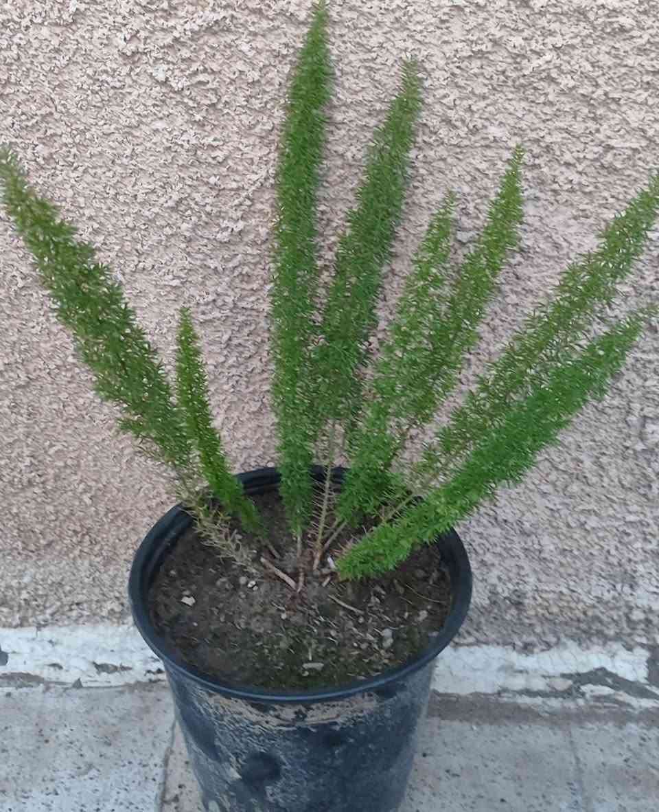 الصباريات ٢٠٠٠ دينار عدا صبار اجاف ٣٠٠٠
الصالون و السبراكس ٤٠٠٠
رجل البطة ٢٠٠٠ دينار
توصيل فقط لاغلب احياء الموصل
للطلب يرجى مراسلة الصفحة


**إذا كنت صاحب هذا الإعلان وتريد حذفه لأي سبب، رجاءا أرسل رسالة إلى الدعم الفني**