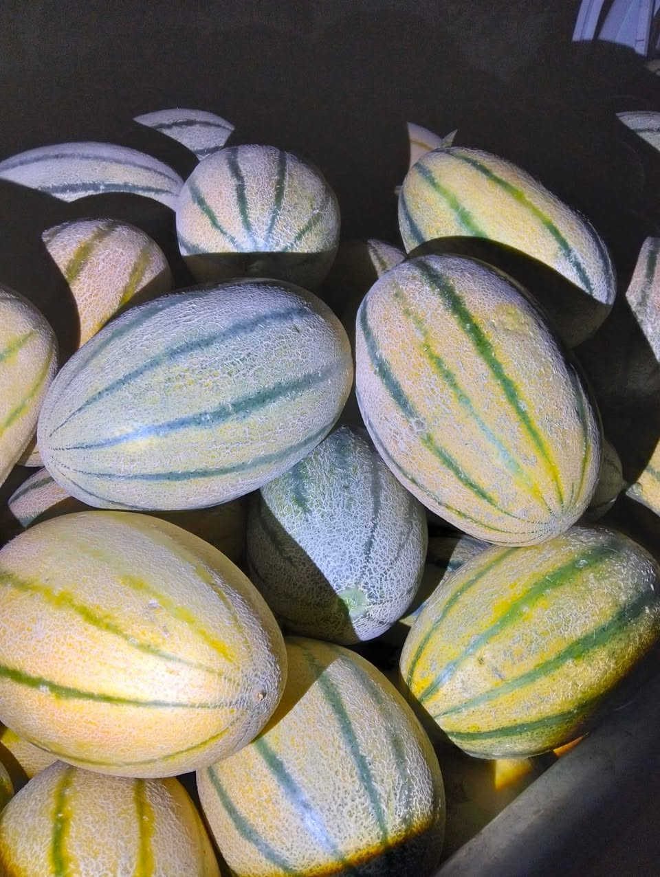 متوفر بذور بطيخ درجة اولى فول     ***********
