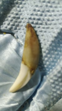 ناب ذئب • أصلي • لعلاج الصرع