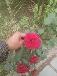 طريق السنيه حي الامين الأول • ٦٥٠م • حديقة تمر تين عنب