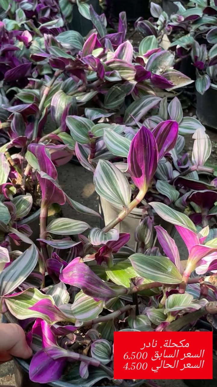 بابونج 🌼
الاسعار داخل كل صورة 👇🏻
يوجد لدينا خدمة توصيل لكافة احياء مدينة الموصل 
***********
