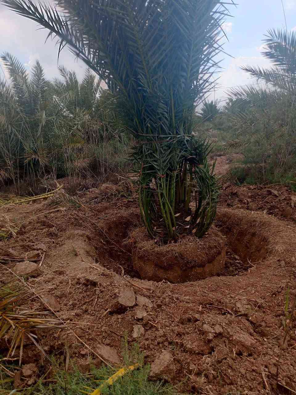 السلام عليكم
تتوفر لدينا نخيل امهات صنف برحي للبيع
من يرغب بالشراء الاتصال على الرقم ‏‪+964 783 499 4275‬‏
البصرة  السيبة


**إذا كنت صاحب هذا الإعلان وتريد حذفه لأي سبب، رجاءا أرسل رسالة إلى الدعم الفني**