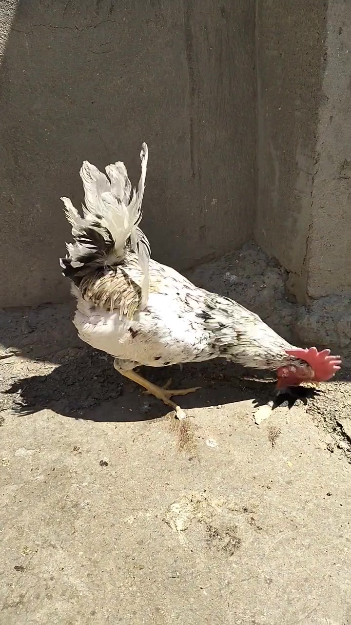 السلام عليكم دجاج عرب للبيع السعر  مناسب  مال بيت الدجاجه بياضه


**إذا كنت صاحب هذا الإعلان وتريد حذفه لأي سبب، رجاءا أرسل رسالة إلى الدعم الفني**