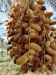 فسيلة عمراني • خشن • الطارميه عل شط