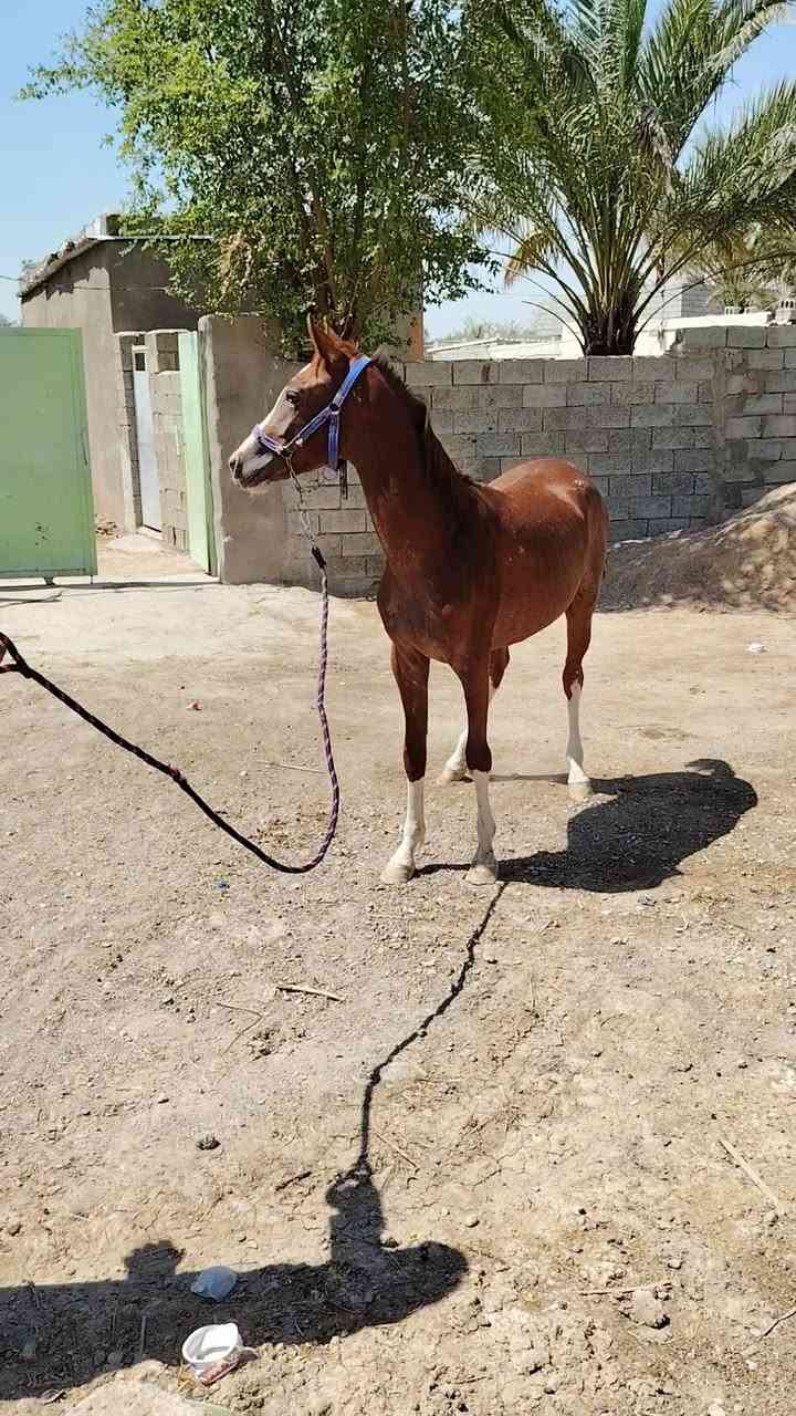 مهره اهوازيه بيه كتاب مكان ديالى مندلي ارتفاعه140
***********
***********رغم 36بي واتساب
