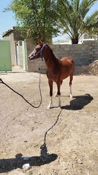 مهره اهوازيه • فرس اهوازيه • حصان • خيل • ديالى • مندلي • مهره