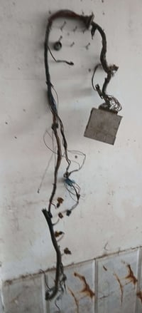 عقل • ظفيرة اسبرو • مفتوح