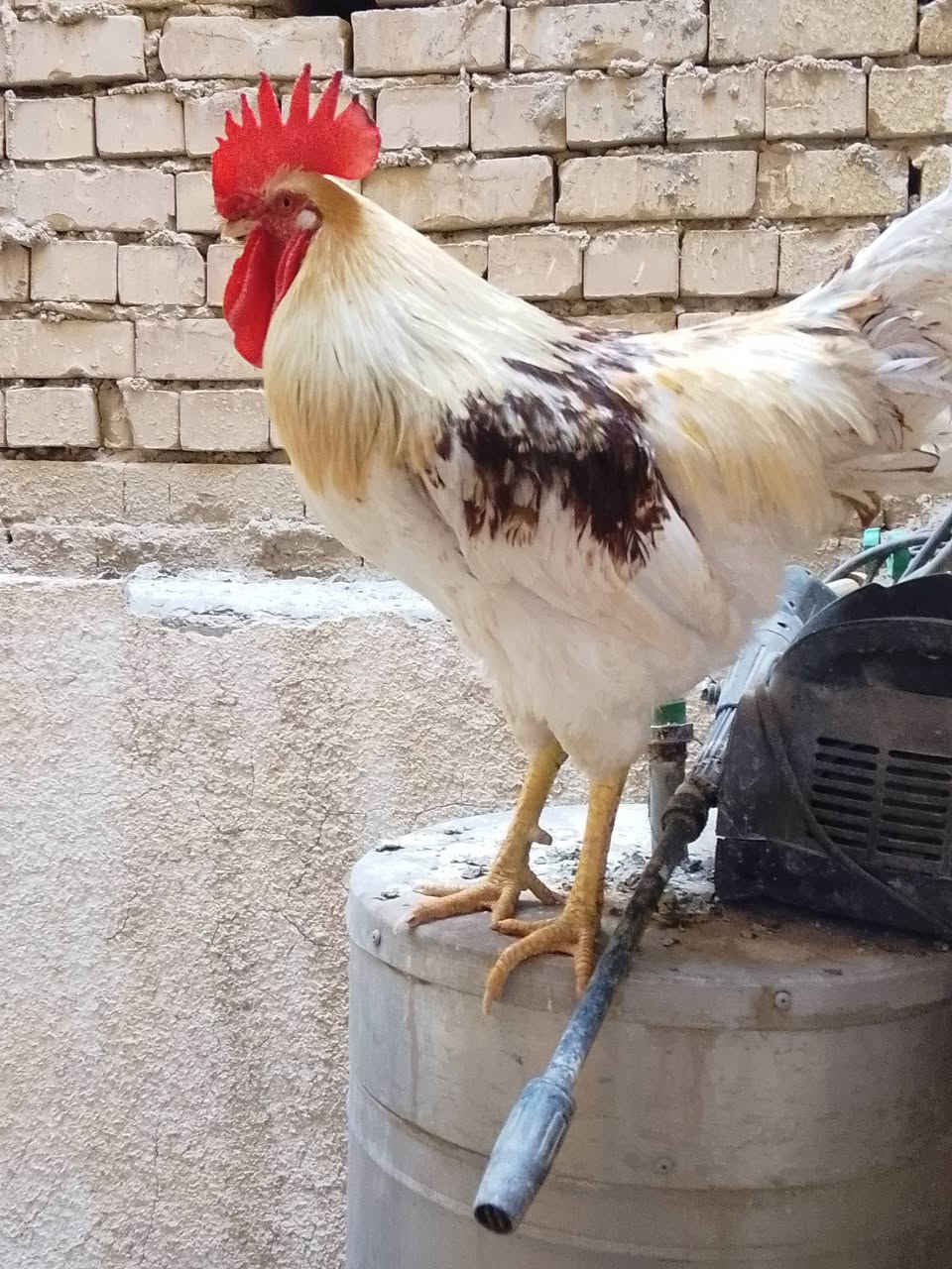 متاح هذا الحلو للبيع قيم بلي يرضي الله مكاني داموك وهذا رقمي
***********

***********
