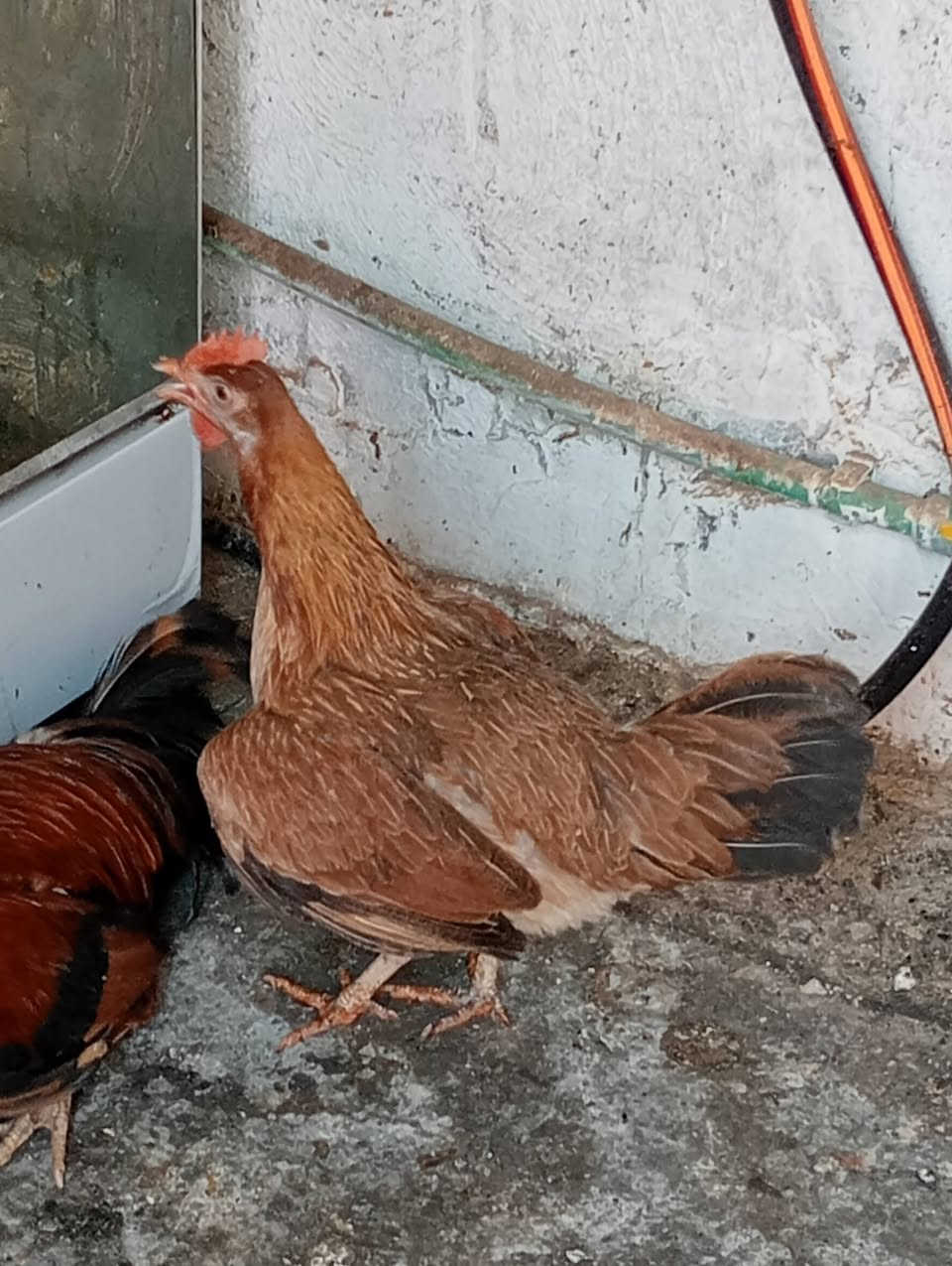 4دجاجات و2ديوجه دجاجات عرب وجداجةت كويتيات بياضات البيع


**إذا كنت صاحب هذا الإعلان وتريد حذفه لأي سبب، رجاءا أرسل رسالة إلى الدعم الفني**