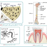 ثالث متوسط • رسوم الاحياء • أكثر من ١٥